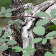 Rubus fruticosus species aggregate at Paddys River, ACT - 19 Feb 2020