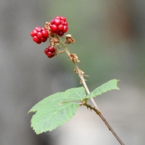 Rubus sp. at Paddys River, ACT - 19 Feb 2020