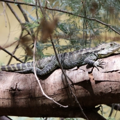 Intellagama lesueurii howittii (Gippsland Water Dragon) at Paddys River, ACT - 19 Feb 2020 by RodDeb