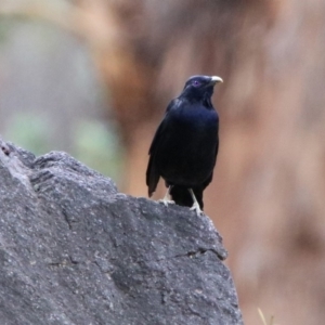 Ptilonorhynchus violaceus at Paddys River, ACT - 19 Feb 2020