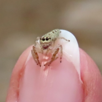 Opisthoncus grassator (Jumping spider) at Cotter Reserve - 19 Feb 2020 by RodDeb