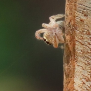 Opisthoncus grassator at Paddys River, ACT - 19 Feb 2020