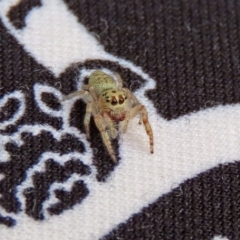 Opisthoncus grassator at Paddys River, ACT - 19 Feb 2020