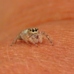 Opisthoncus grassator at Paddys River, ACT - 19 Feb 2020