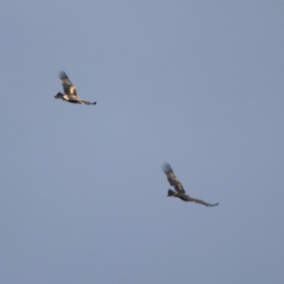 Aquila audax (Wedge-tailed Eagle) at Paddys River, ACT - 19 Feb 2020 by RodDeb