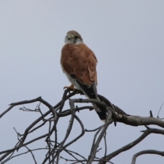 Falco cenchroides (Nankeen Kestrel) at Gordon, ACT - 19 Feb 2020 by RodDeb