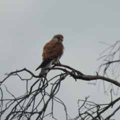 Falco cenchroides at Gordon, ACT - 19 Feb 2020 04:48 PM