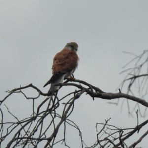 Falco cenchroides at Gordon, ACT - 19 Feb 2020 04:48 PM