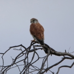 Falco cenchroides at Gordon, ACT - 19 Feb 2020 04:48 PM