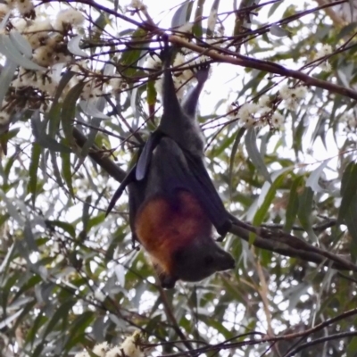 Pteropus poliocephalus (Grey-headed Flying-fox) at Broulee, NSW - 21 Feb 2020 by LisaH