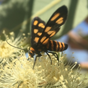 Amata (genus) at Acton, ACT - 21 Feb 2020