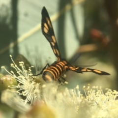 Amata (genus) at Acton, ACT - 21 Feb 2020