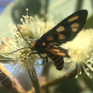 Amata (genus) at Acton, ACT - 21 Feb 2020