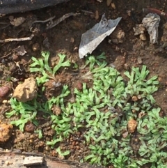 Riccia sp. (genus) (Liverwort) at Mount Ainslie - 20 Feb 2020 by JaneR