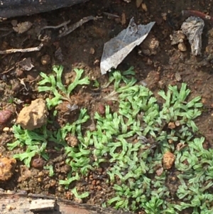 Riccia sp. (genus) at Majura, ACT - 20 Feb 2020