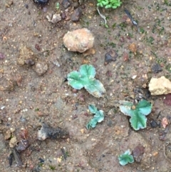 Riccia cartilaginosa (Liverwort) at Majura, ACT - 20 Feb 2020 by JaneR