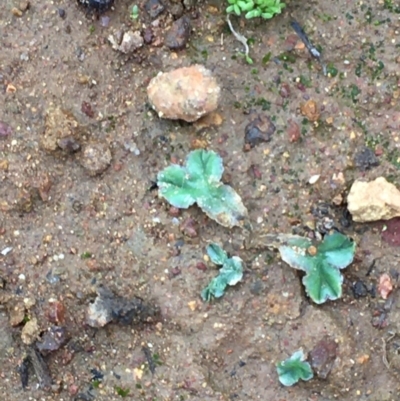 Riccia cartilaginosa (Liverwort) at Mount Ainslie - 20 Feb 2020 by JaneR