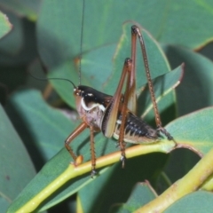 Austrodectes monticolus (Australian shield-back katydid) at Charlotte Pass - Kosciuszko NP - 17 Feb 2020 by Harrisi