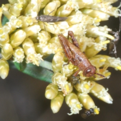 Acrididae sp. (family) (Unidentified Grasshopper) at Kosciuszko National Park, NSW - 17 Feb 2020 by Harrisi