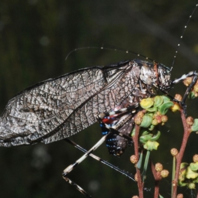 Acripeza reticulata (Mountain Katydid) at Kosciuszko National Park, NSW - 17 Feb 2020 by Harrisi