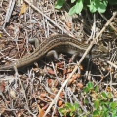 Liopholis guthega (Snowy Mountains Skink) at Kosciuszko National Park - 17 Feb 2020 by Harrisi