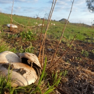 Unverified Fungus at Wandiyali-Environa Conservation Area - 22 Feb 2020 by Wandiyali