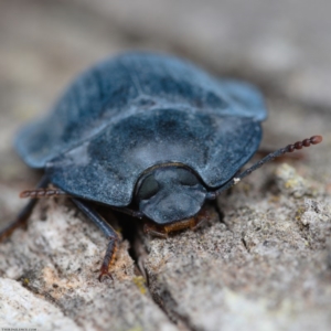 Pterohelaeus sp. (genus) at Amaroo, ACT - 26 Jan 2020