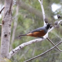 Monarcha melanopsis (Black-faced Monarch) at Moruya, NSW - 21 Feb 2020 by LisaH