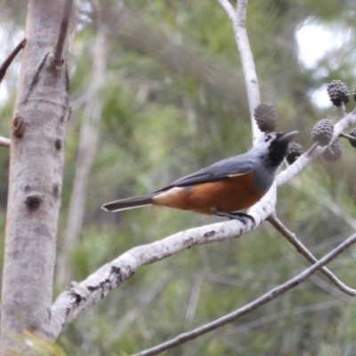 Monarcha melanopsis (Black-faced Monarch) at Moruya, NSW - 22 Feb 2020 by LisaH