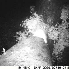 Petaurus notatus (Krefft’s Glider, Sugar Glider) at Bendalong, NSW - 19 Feb 2020 by PatB