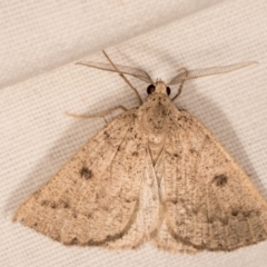 Amelora undescribed species (A Geometrid moth) at Melba, ACT - 14 Mar 2018 by kasiaaus