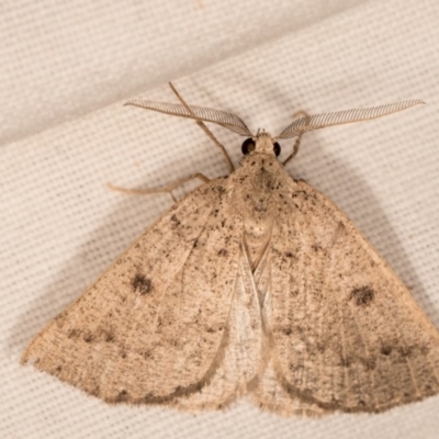 Amelora undescribed species (A Geometrid moth (Ennominae)) at Melba, ACT - 14 Mar 2018 by kasiaaus