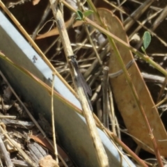 Ischnura heterosticta (Common Bluetail Damselfly) at Crace, ACT - 21 Feb 2020 by Christine