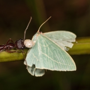 Chlorocoma carenaria at Cotter River, ACT - 7 Feb 2019