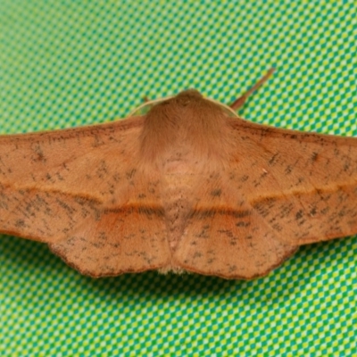 Antictenia punctunculus (A geometer moth) at Melba, ACT - 16 Oct 2013 by kasiaaus