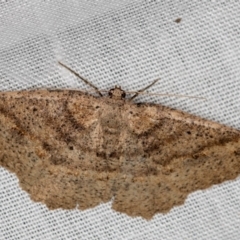 Casbia melanops (Pomaderris Moth) at Paddys River, ACT - 18 May 2018 by Bron