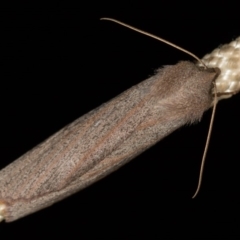 Paralaea porphyrinaria (Chestnut Vein Crest Moth) at Paddys River, ACT - 18 May 2018 by Bron