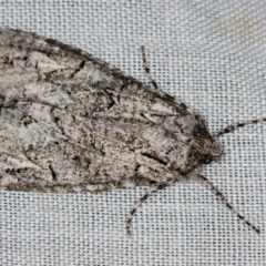 Chlenias ochrocrana (White-point Crest-moth) at Paddys River, ACT - 18 May 2018 by Bron