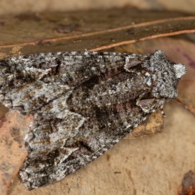 Chlenias ochrocrana (White-point Crest-moth) at Paddys River, ACT - 18 May 2018 by Bron