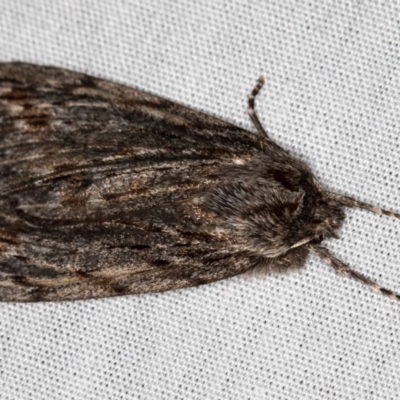 Chlenias nodosus (A geometer moth) at Paddys River, ACT - 18 May 2018 by Bron