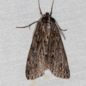 Chlenias banksiaria group at Paddys River, ACT - 18 May 2018 07:42 PM