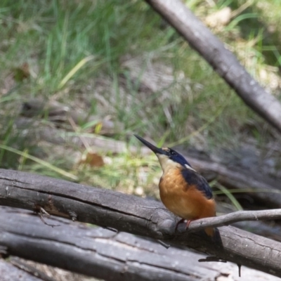 Ceyx azureus (Azure Kingfisher) at Paddys River, ACT - 21 Feb 2020 by rawshorty