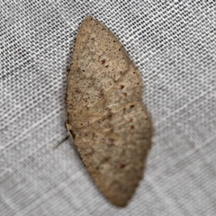 Casbia (genus) (A Geometer moth) at Paddys River, ACT - 11 Nov 2018 by ibaird