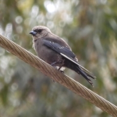 Artamus cyanopterus (Dusky Woodswallow) at Broulee, NSW - 22 Feb 2020 by LisaH