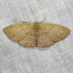 Casbia farinalis (Bleached Casbia) at Paddys River, ACT - 11 Nov 2018 by ibaird