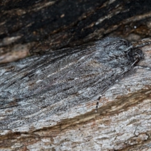 Chlenias banksiaria group at Paddys River, ACT - 18 May 2018 08:39 PM