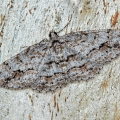 Didymoctenia exsuperata (Thick-lined Bark Moth) at Paddys River, ACT - 18 May 2018 by Bron