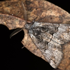 Nisista notodontaria at Paddys River, ACT - 18 May 2018