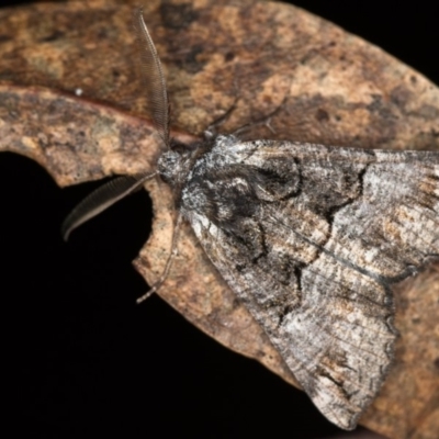 Nisista notodontaria (Annulus Crest-moth) at Paddys River, ACT - 18 May 2018 by Bron