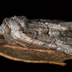 Nisista notodontaria at Paddys River, ACT - 18 May 2018 08:24 PM